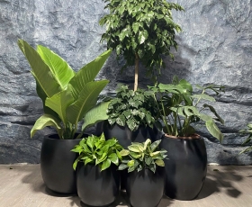 Chậu composite dáng tròn